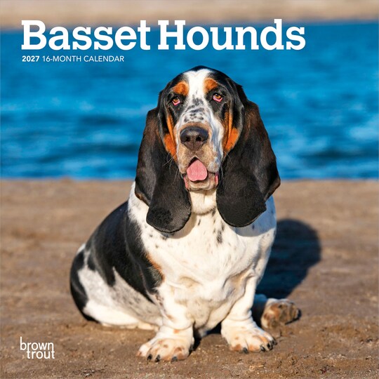 BrownTrout; Basset Hounds | 2027 7 x 14 Inch (Hanging) Monthly Mini Wall Calendar; Category:Wall Calendars; Image:1